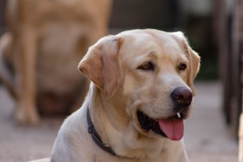 How to Clean a Lab’s Ears