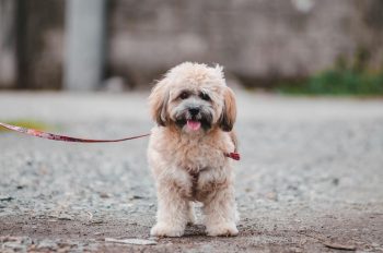 How to Clean a Lhasa Apso’s Ears