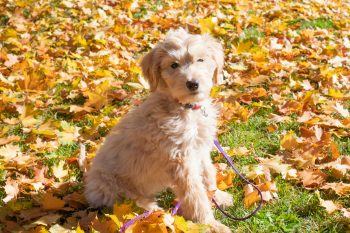 How to Clean a Goldendoodle’s Ears