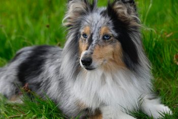 10 Most Loyal Dog Breeds