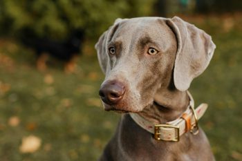 How to Clean a Weimaraner’s Ears