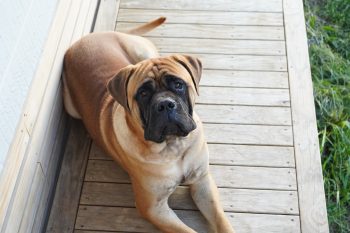 Are Bullmastiffs The Worst Dog? – Food for Thought