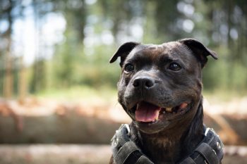 How to Clean a Staffordshire Bull Terrier’s Ears