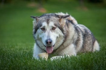 Are Alaskan Malamutes The Worst Dog? – Food for Thought