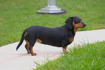How to Help a Dachshund Lose Weight