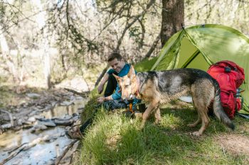 10 Dog Breeds That Love Long Hikes