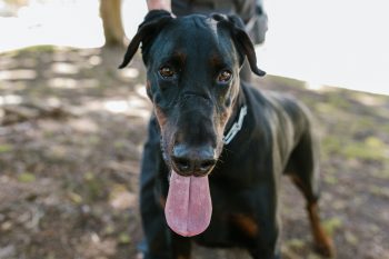 Are Dobermans The Worst Dog? – Food for Thought