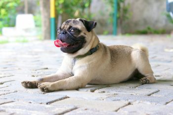 10 Dog Breeds That Are Natural Comedians