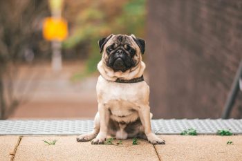 Can Pugs Eat Blueberries?