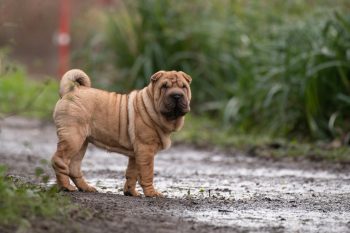 How to Clean a Shar Pei’s Ears