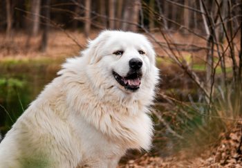 How to Clean a Great Pyrenees’ Ears