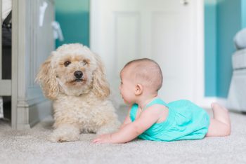 10 Dog Breeds That Are Amazingly Gentle with Kids