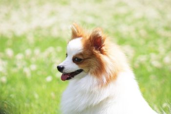 How to Clean a Pomeranian’s Ears