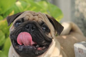 Are Pugs The Worst Dog? – Food for Thought