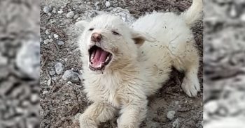 He Couldn’t Deal With Another Car Leaving Him Behind, So The Pup Cried Out