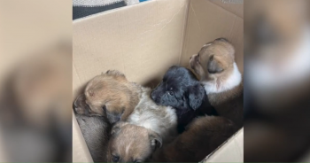 Box of Puppies And Mama Dog Rescued After Being ‘Dumped Like Trash’ On Side of A Road