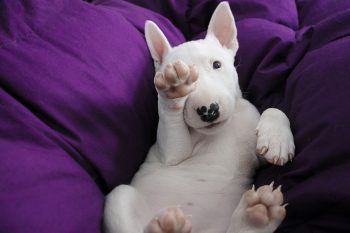 Are Bull Terriers The Worst Dog? – Food for Thought