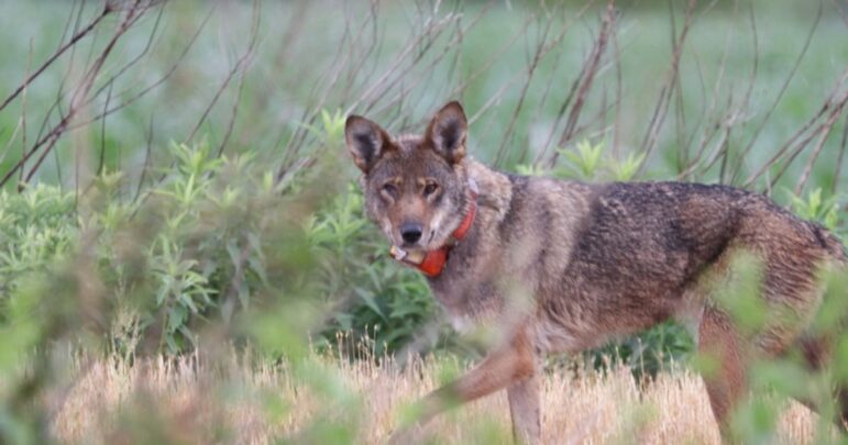 Zoos & Aquariums’ Role in Saving Endangered Species