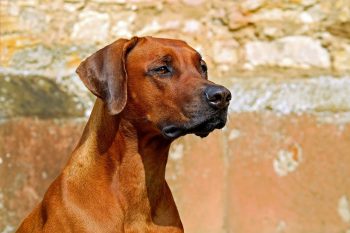 Are Rhodesian Ridgebacks The Worst Dog? – Food for Thought