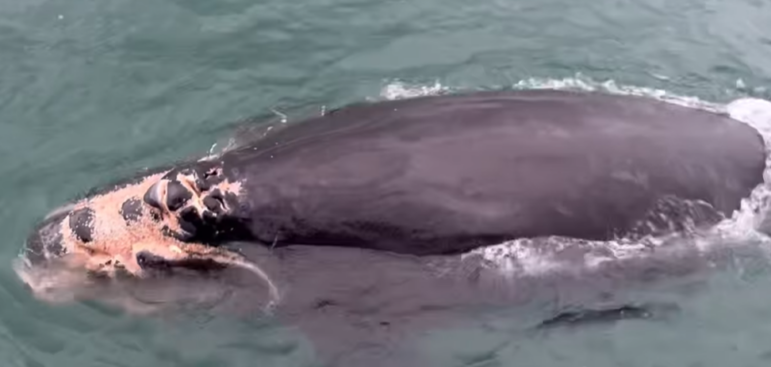 Endangered whale calf gravely wounded by a ship’s propeller