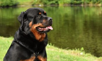 Are Rottweilers The Worst Dog? – Food for Thought