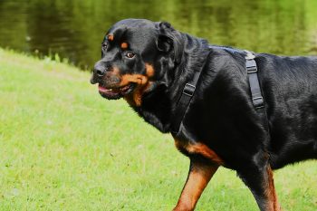 How to Help a Rottweiler Lose Weight