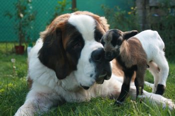 5 Dog Breeds That Nurture and Care for Other Animals in the Most Adorable Ways