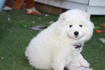 6 Dog Breeds That Could Double As Teddy Bears