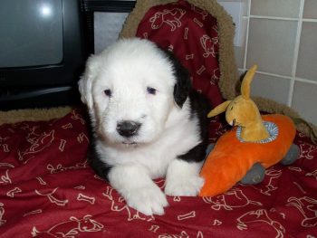 Are Old English Sheepdogs The Worst Dog? – Food for Thought