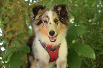 How to Help a Sheltie Lose Weight