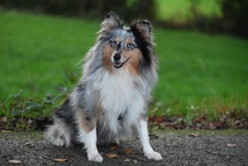 How to Clean a Sheltie’s Ears