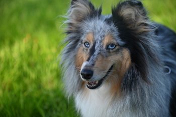 Are Shelties The Worst Dog? – Food for Thought