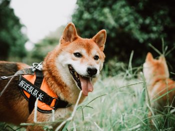 Are Shiba Inus The Worst Dog? – Food for Thought