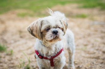 How to Clean a Shih Tzu’s Ears