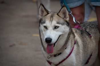 Can Huskies Eat Bananas?