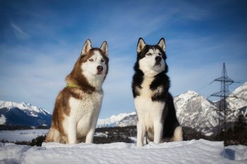 10 Dog Breeds That Are Known for Their Strong Will and Determination