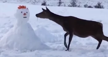 Deer Comes Across Snowman, ‘Devours’ It Entirely