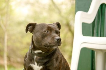 Can Staffordshire Bull Terriers Eat Bananas?