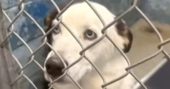Dog ‘Euthanized’ Moments Before Foster Home Arrival, Tragic-Ending