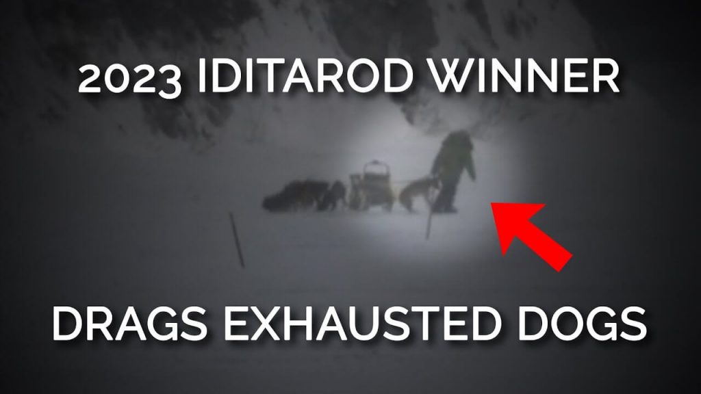 Death Before the Death Race: Iditarod Training Accidents That Killed Dogs