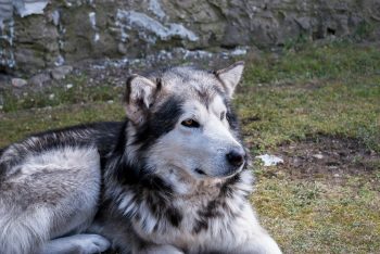 How to Clean a Alaskan Malamute’s Ears