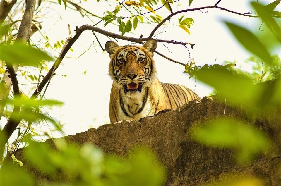 Red Flags at Roadside Zoos: Nocturnal and Crepuscular Animals