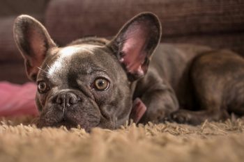 How to Clean a French Bulldog’s Ears