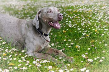 Are Weimaraner’s The Worst Dog? – Food for Thought