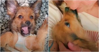 After Loss, Woman Sets Out To Adopt New Puppy But Is ‘Riddled With Guilt’