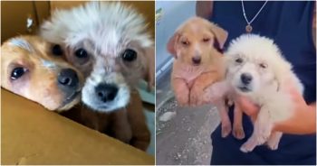 Jet Setting Couple Finds Pups In Overwhelming Country, Make Prudent Impact