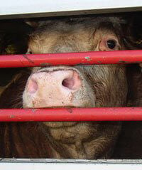 Support for Slaughterhouse Comes From Unlikely Ally: PETA—With a Caveat