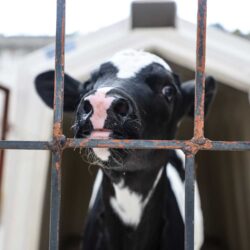 5 ways to defend animals during National Justice for Animals Week