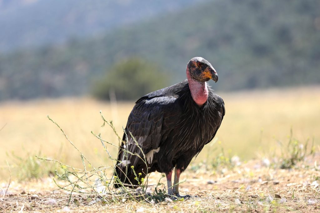Soaring Back From The Brink: The Story Of The California Condor