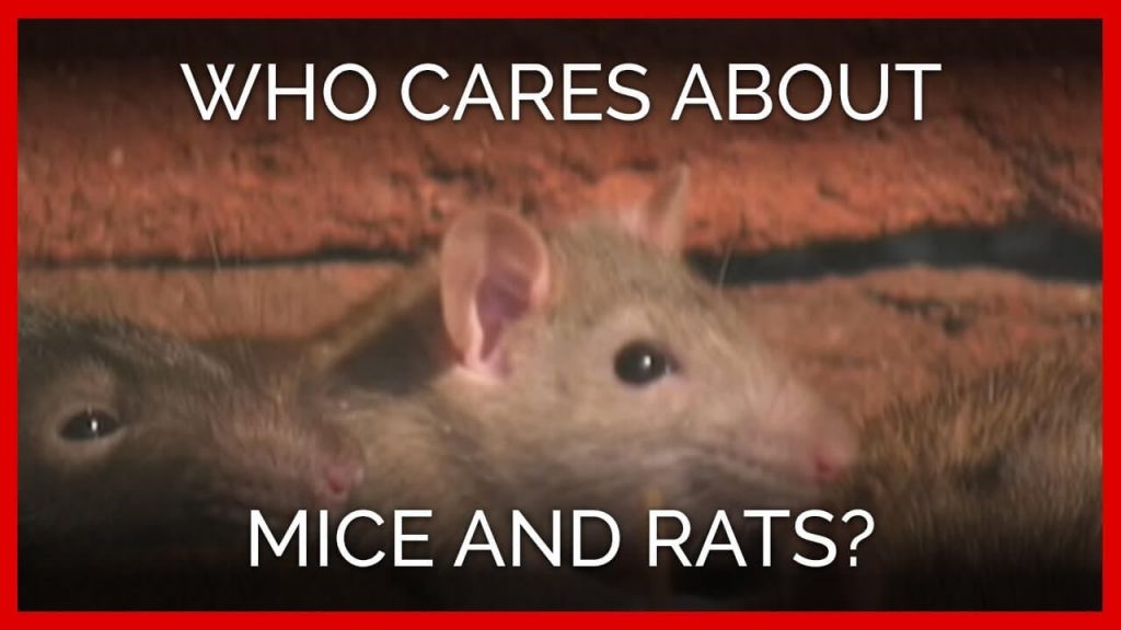 Empathy Over Experimentation: The Case Against the Term ‘Lab Rat’